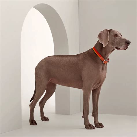 mini dog hermes|Hermes collars for dogs.